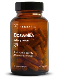 Boswellia (Kadidlovník pilovitý)